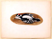 Downy Woodpecker; Watercolor on paper