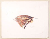 Head of a sparrow; Watercolor on paper